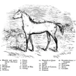 Partes del caballo